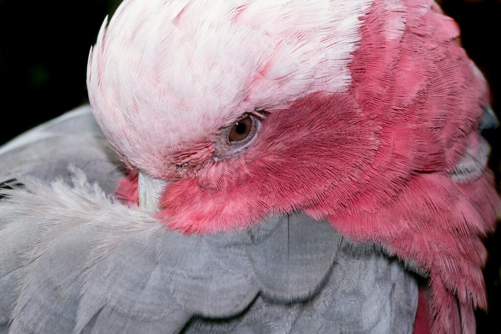 pink bird - spiritual meaning of pink birds