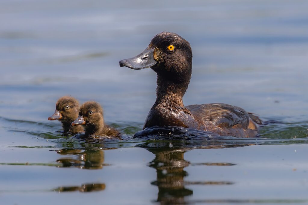 black duck - Sweet Black Duck Spiritual Meanings