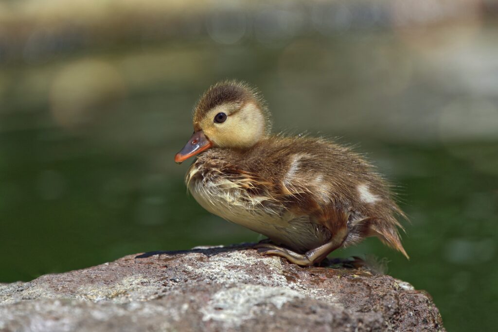 duckling - Duckling Spiritual Meanings
