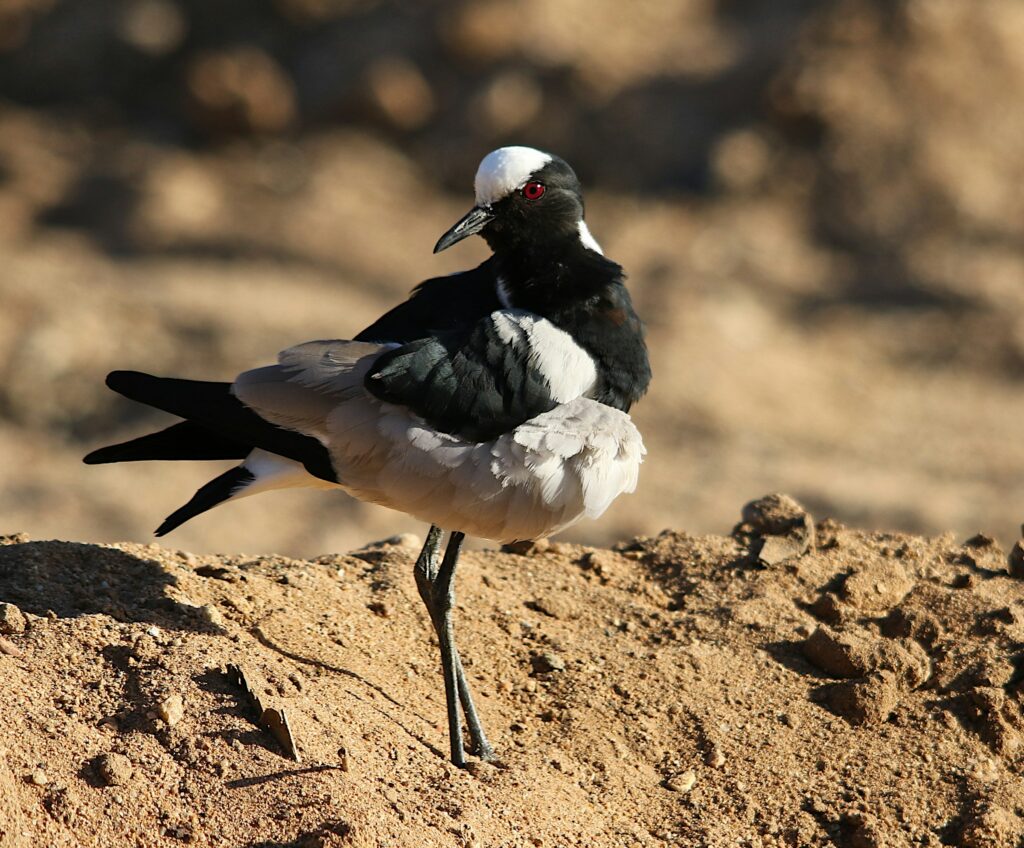 black and white bird - Spiritual Meaning of Black and White Birds