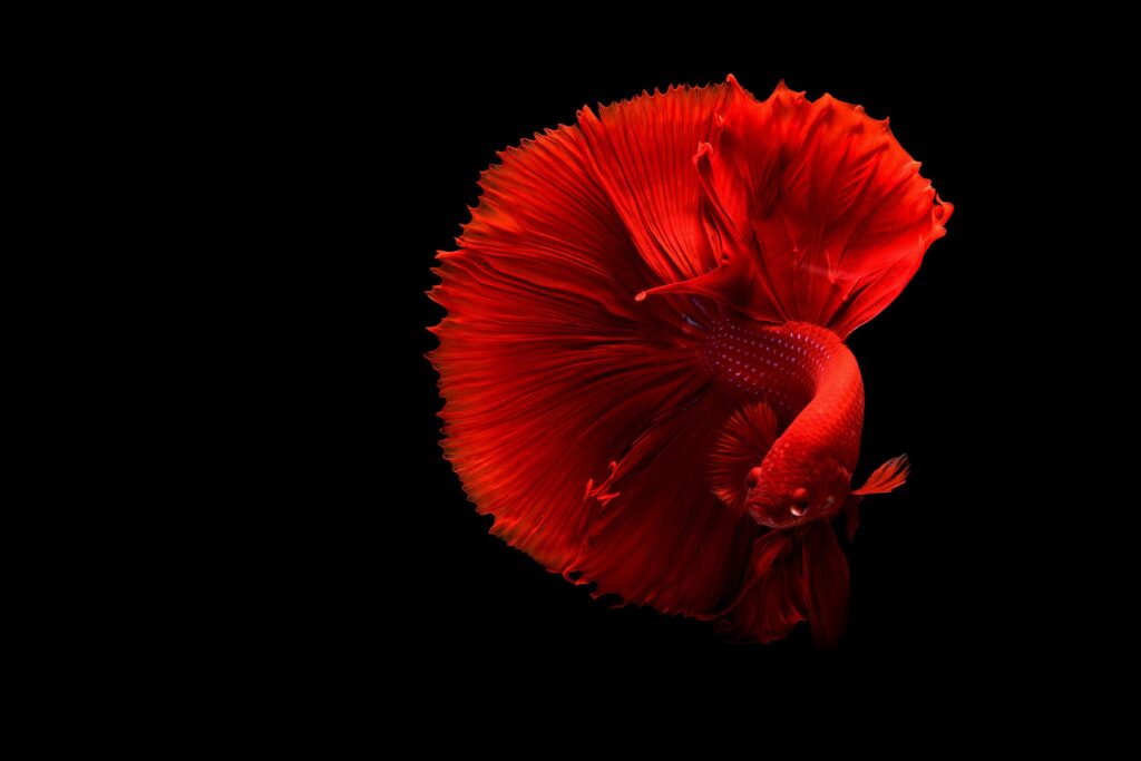 red betta fish - Betta Fish Spiritual Meanings