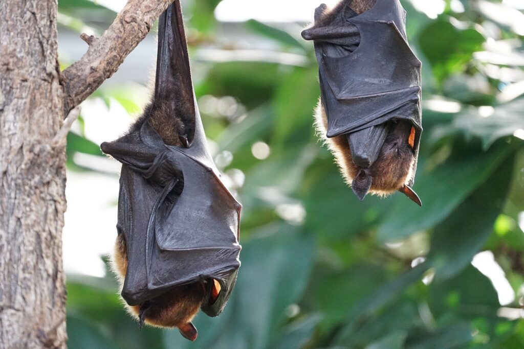 bats - Spiritual Meanings of Seeing a Bat During the Day