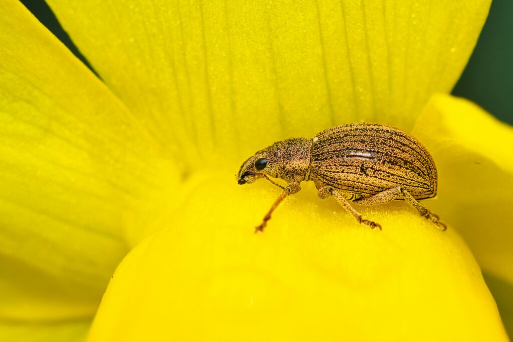 yellow beetle - Spiritual Meaning of Black Beetles