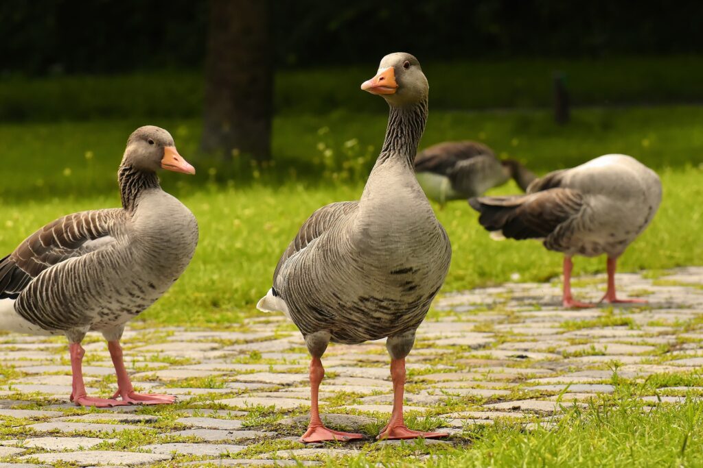 geese - Spiritual Meanings of a Geese