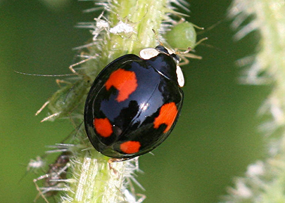 lady bird - Ladybug Spiritual Meanings