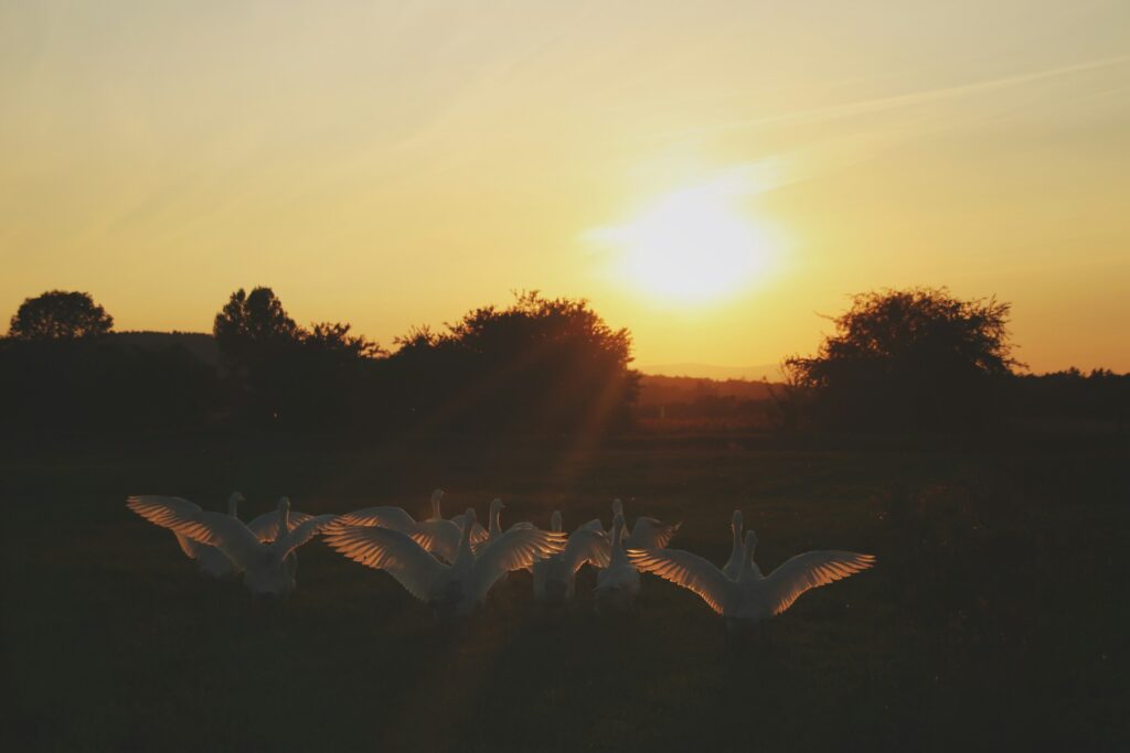 geese - Spiritual Meanings of a Geese