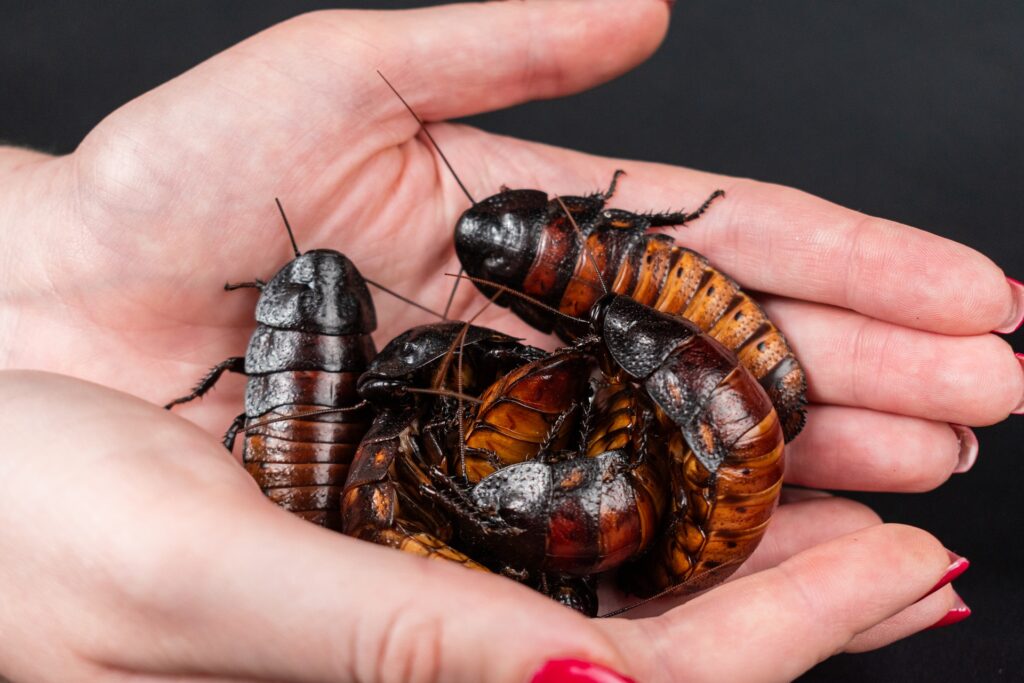 coackroaches in hand - Spiritual Meaning of Cockroaches