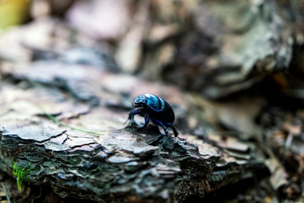 black beetle - Spiritual Meaning of Black Beetles