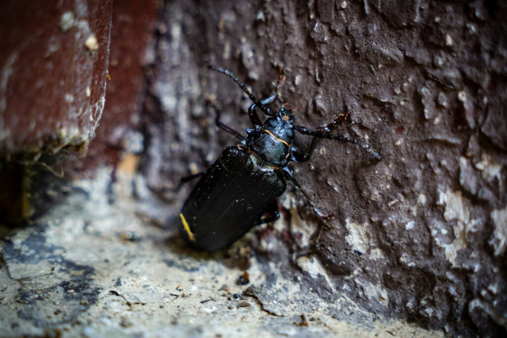 black beetle - Spiritual Meaning of Black Beetles