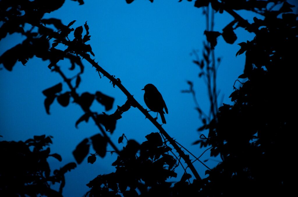 bird - Birds Chirping at Night Spiritual Meaning 