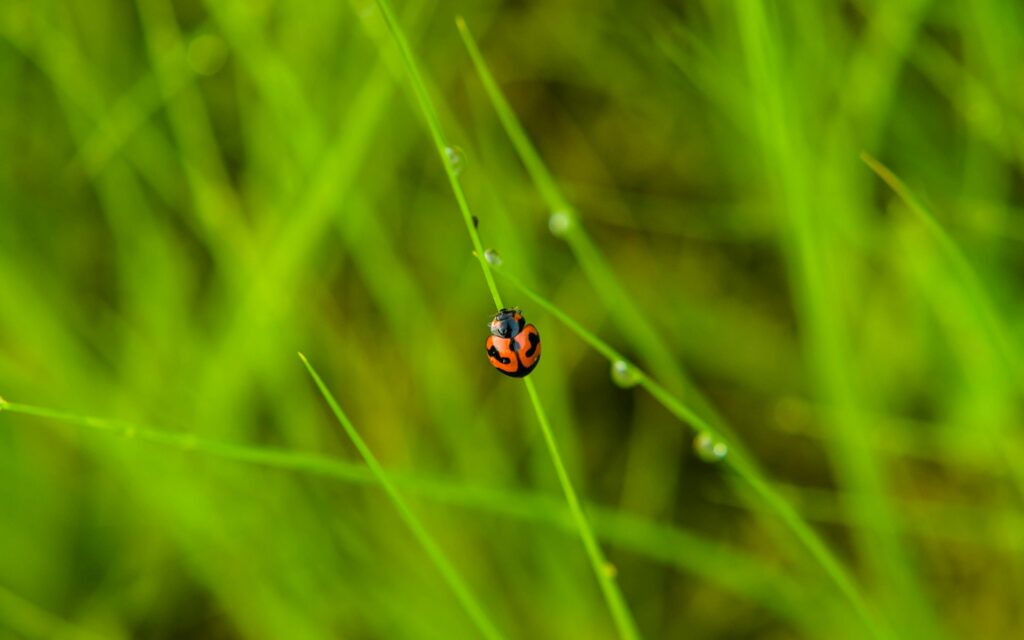 lady bird - Ladybug Spiritual Meanings