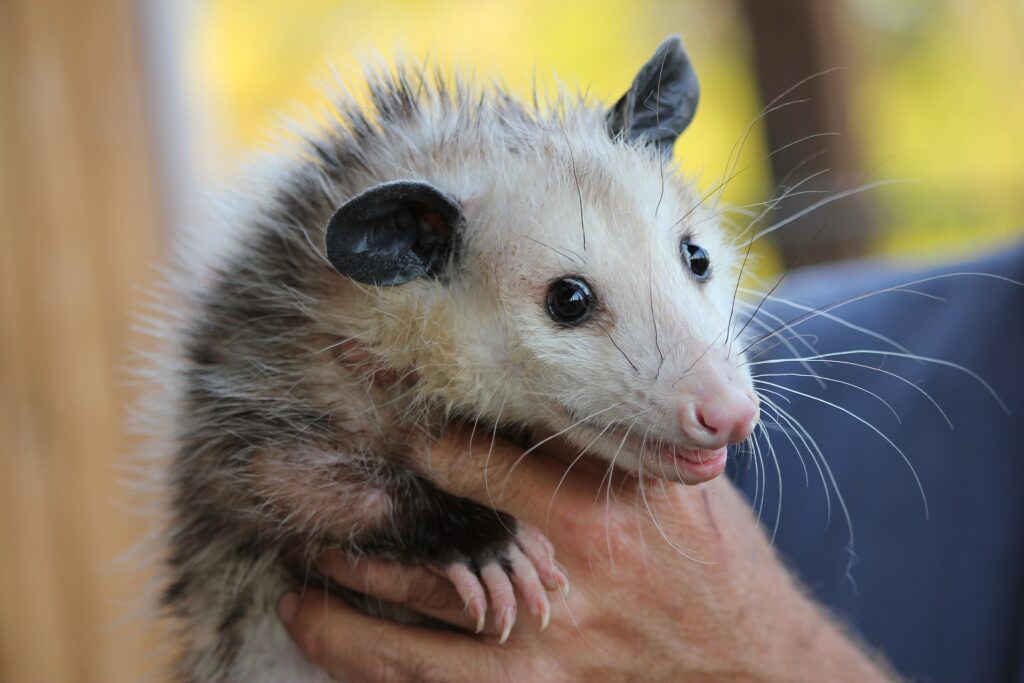 a possum - Spiritual Meanings of a Possum Crossing Your Path