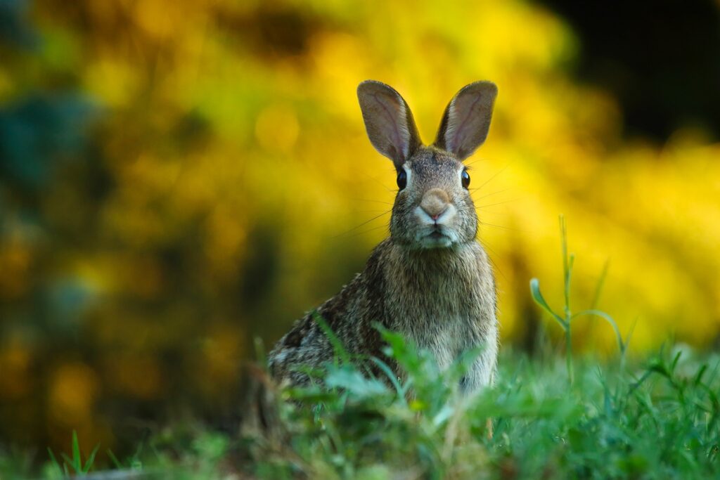 rabbit - Spiritual Meanings of a Rabbit Crossing Your Path