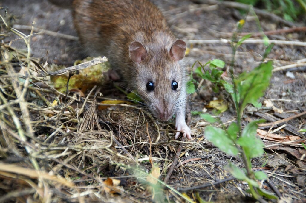 rat - Spiritual Meanings of a Rat Crossing Your Path