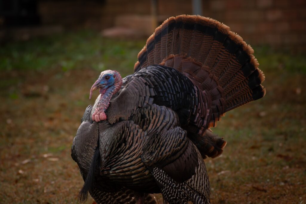 a turkey bird - Spiritual Meanings of a Turkey Crossing Your Path