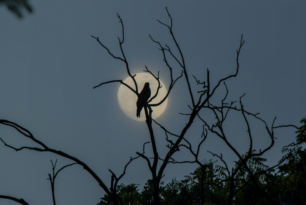 bird - Birds Chirping at Night Spiritual Meaning 