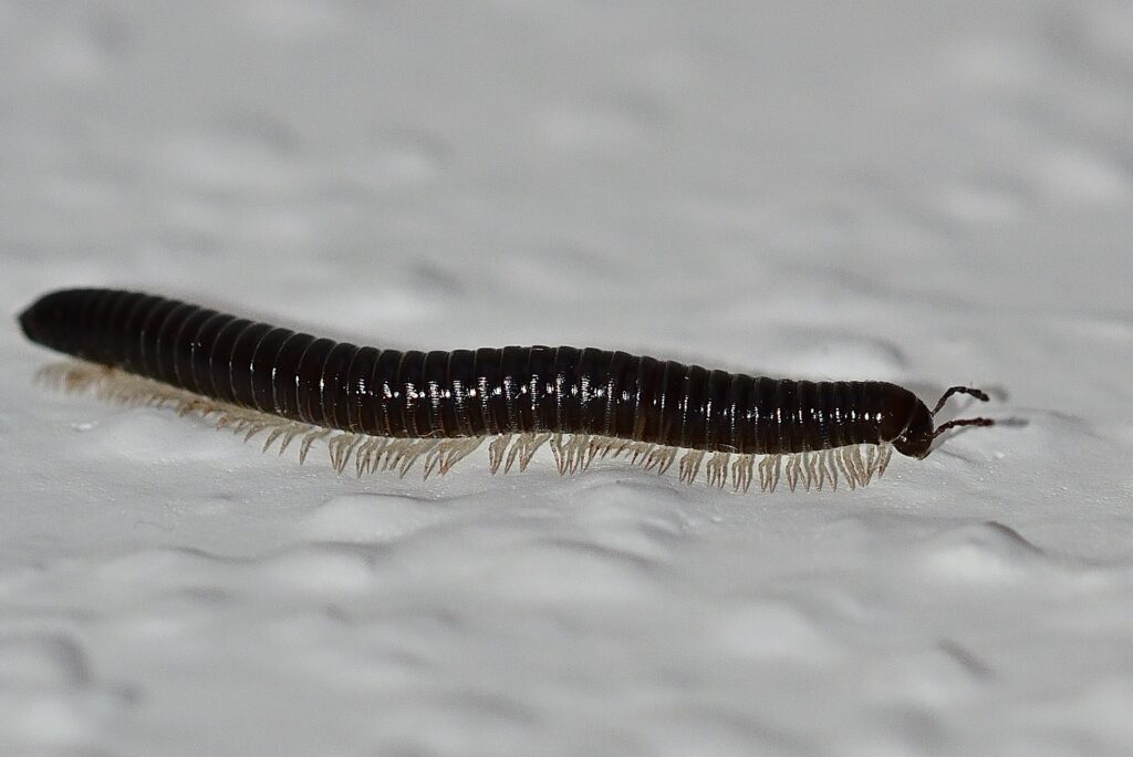 centipede - Centipede Meaning Spiritual