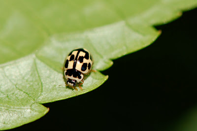 a white lady bug - Spiritual Meaning of White Lady Bugs