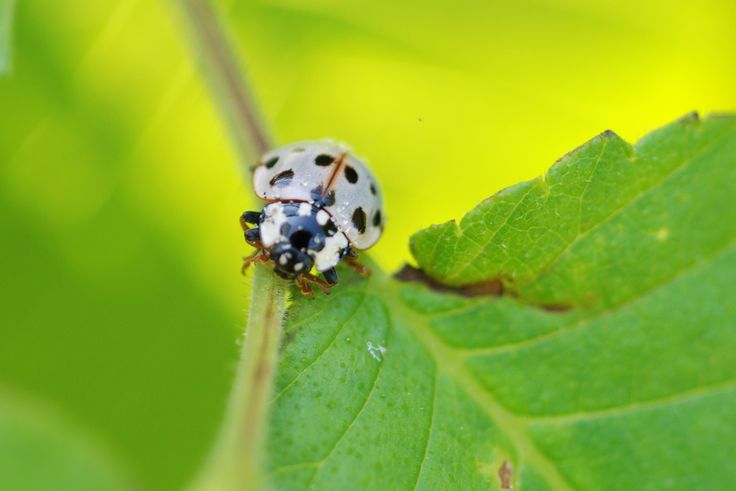 lady bug on a leaf - Spiritual Meaning of White Lady Bugs