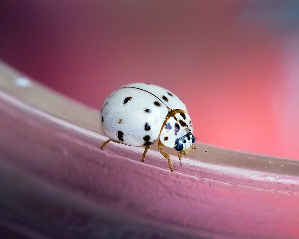 white lady bug - Spiritual Meaning of White Lady Bugs