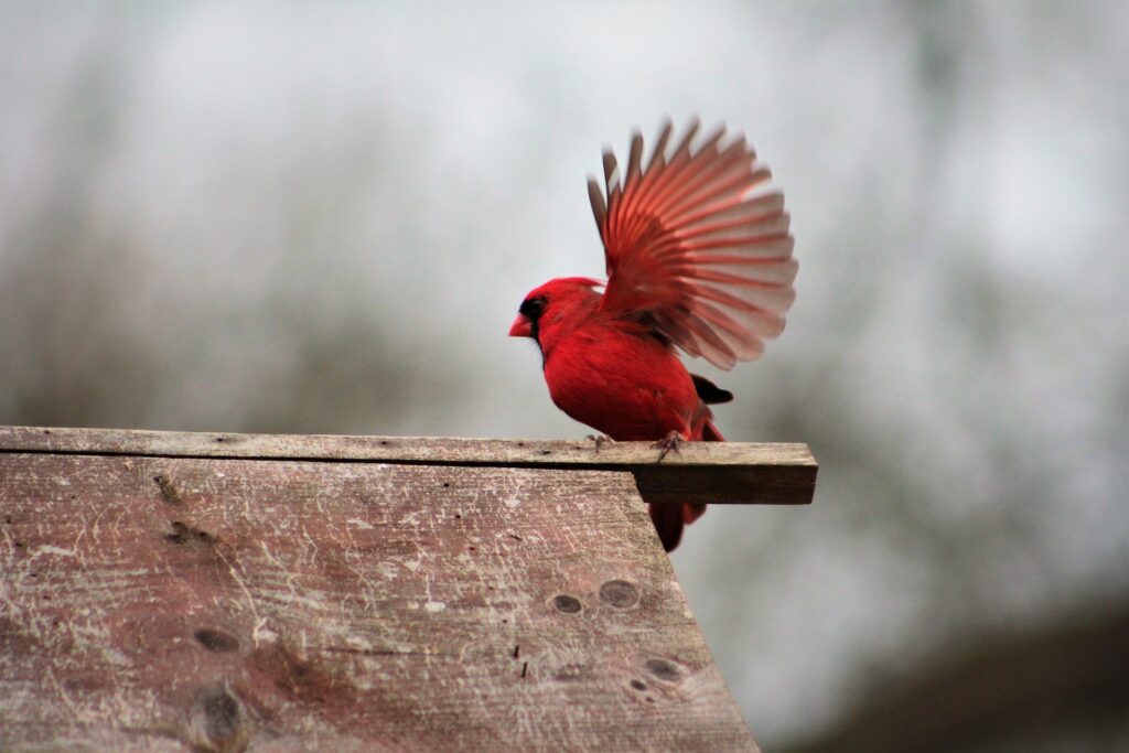 cardinal bird flapping wings - spiritual meanings of cardinals