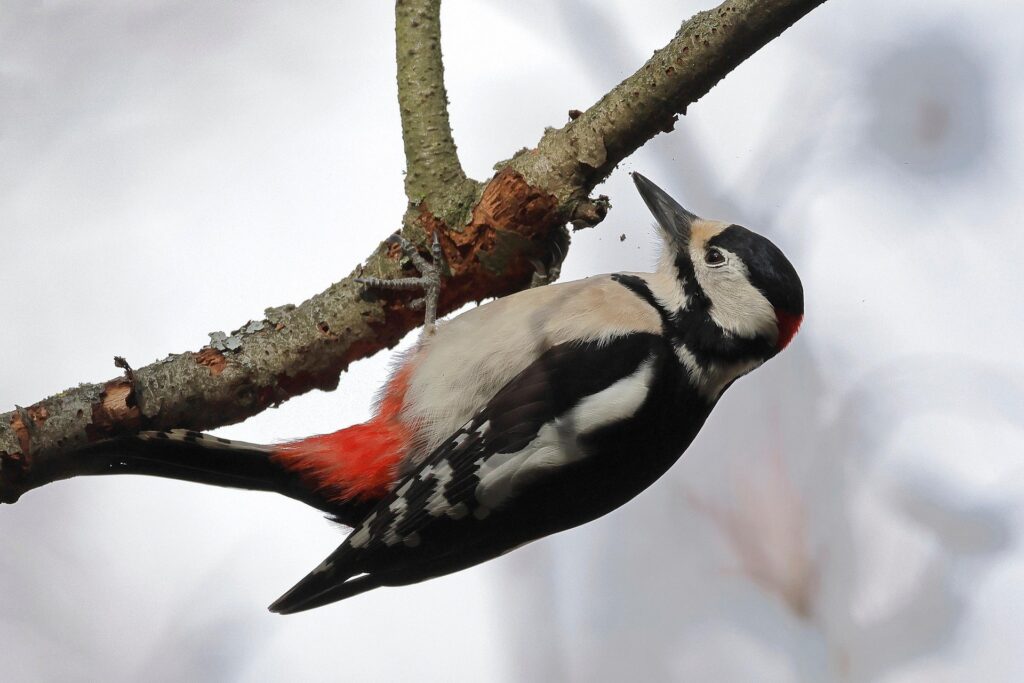 wood pecker on a tree - Spiritual Meanings of Woodpeckers