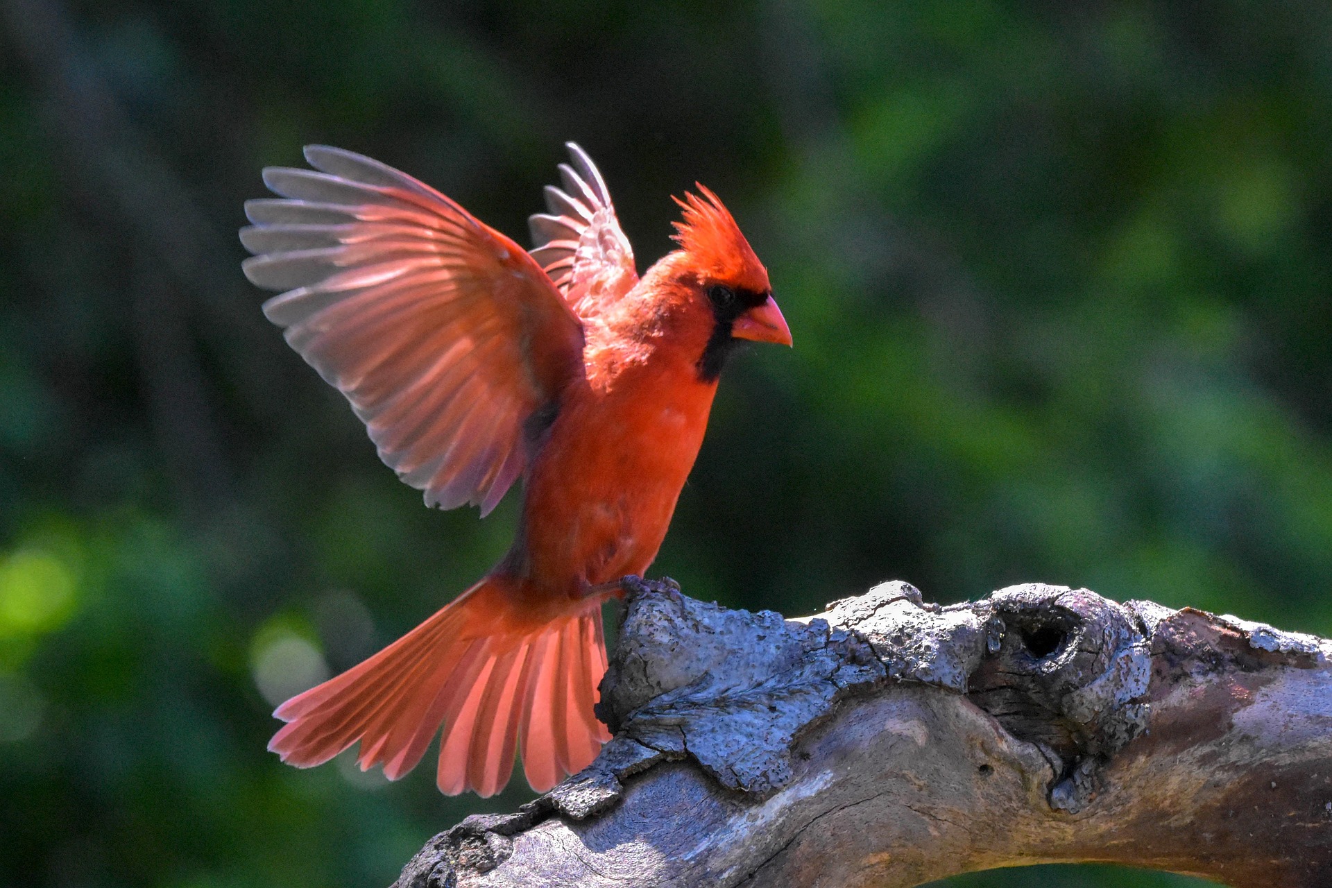 cardinal bird - spiritual meanings of cardinals