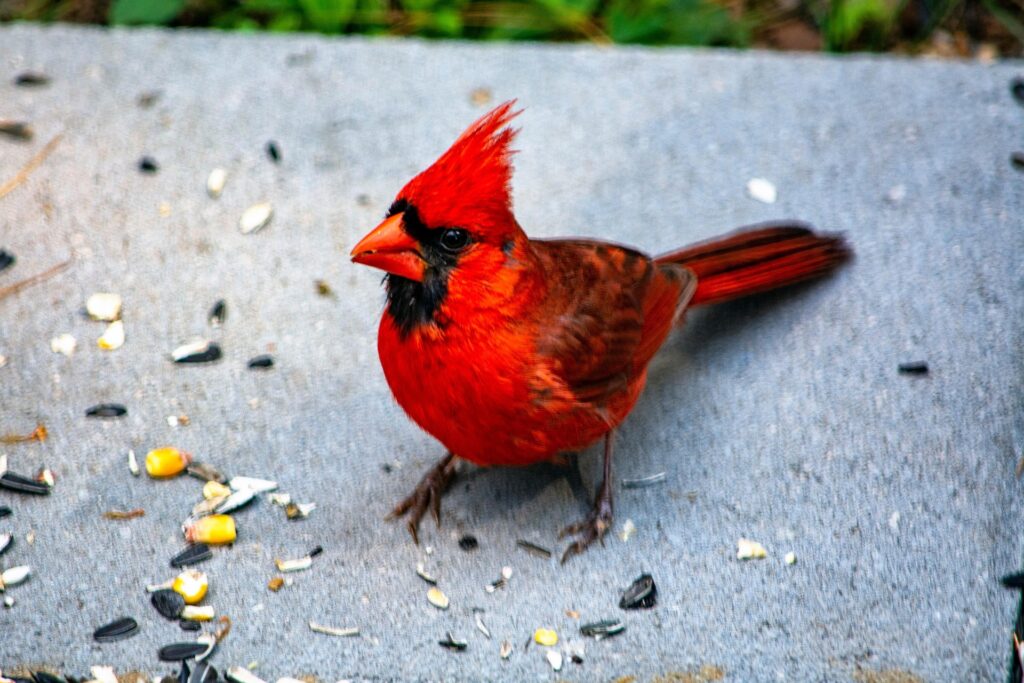 a cardinal bird - spiritual meanings of cardinals