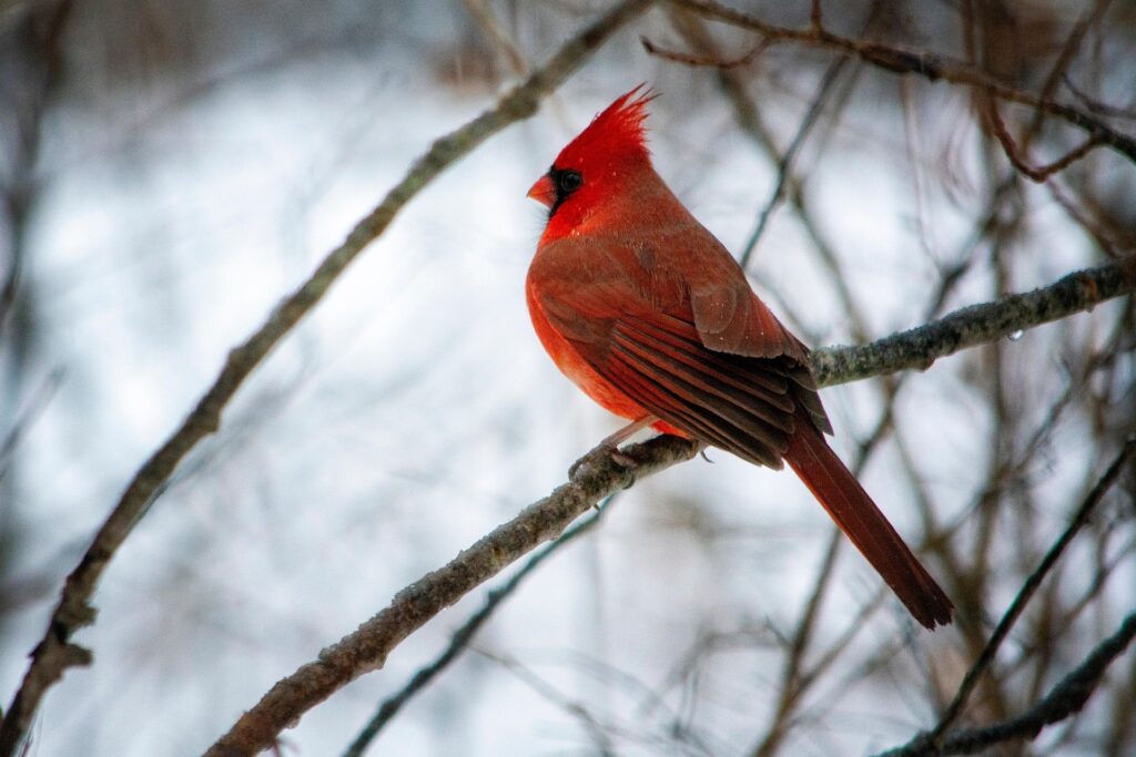 cardinal bird on a tree - spiritual meanings of cardinals