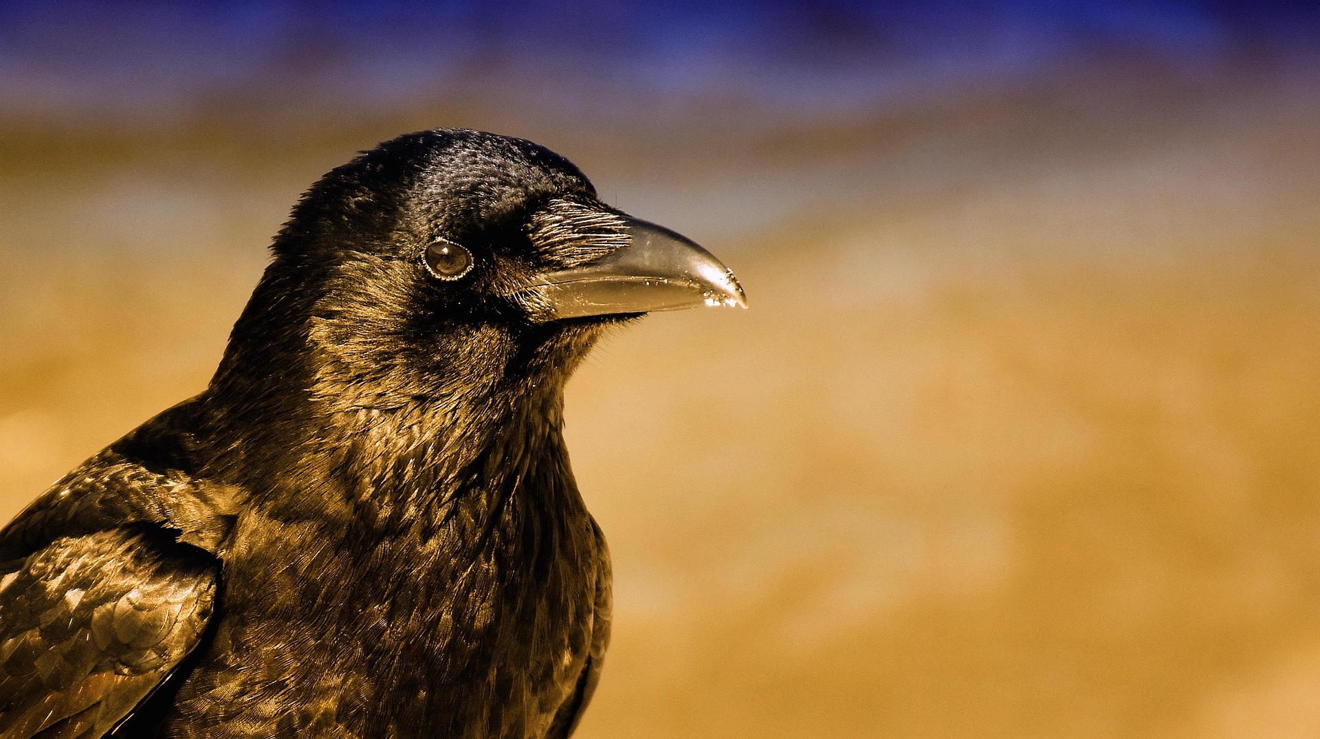 crow - Spiritual Meanings of Crows