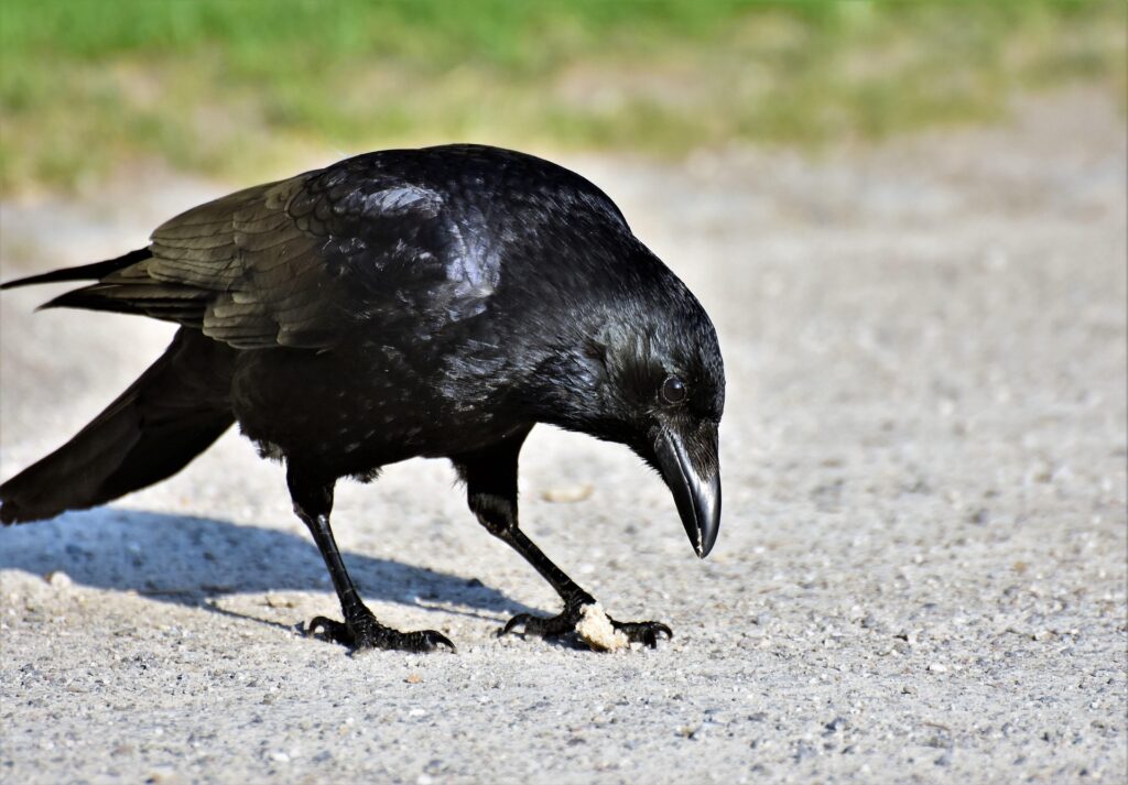 crow - Spiritual Meanings of Crows