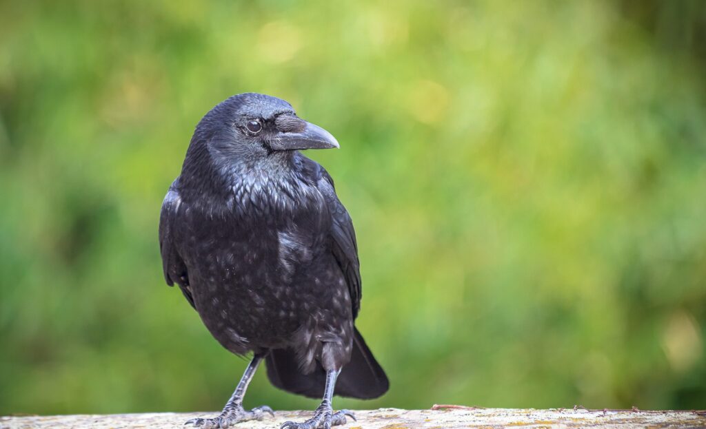 crow - Spiritual Meanings of Crows