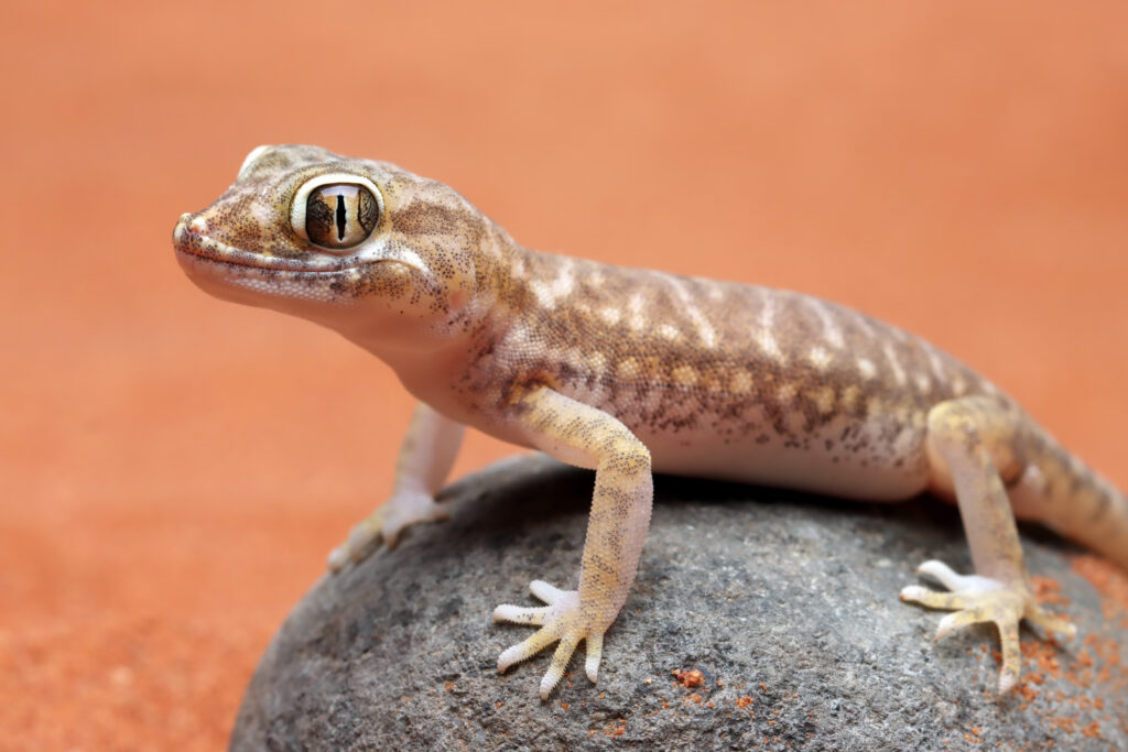 lizard on a rock - spiritual meanings of seeing a lizard