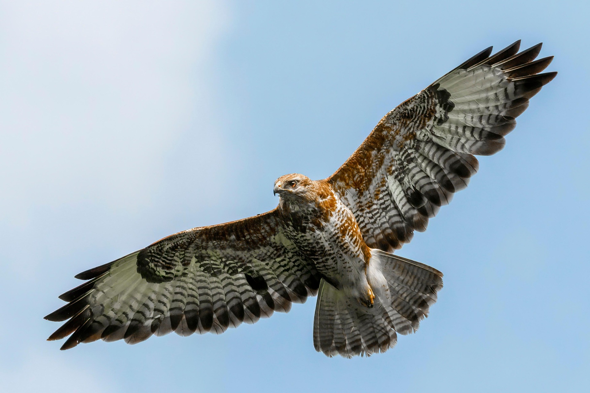 hawk flying - spiritual meaning of a hawk flying over you