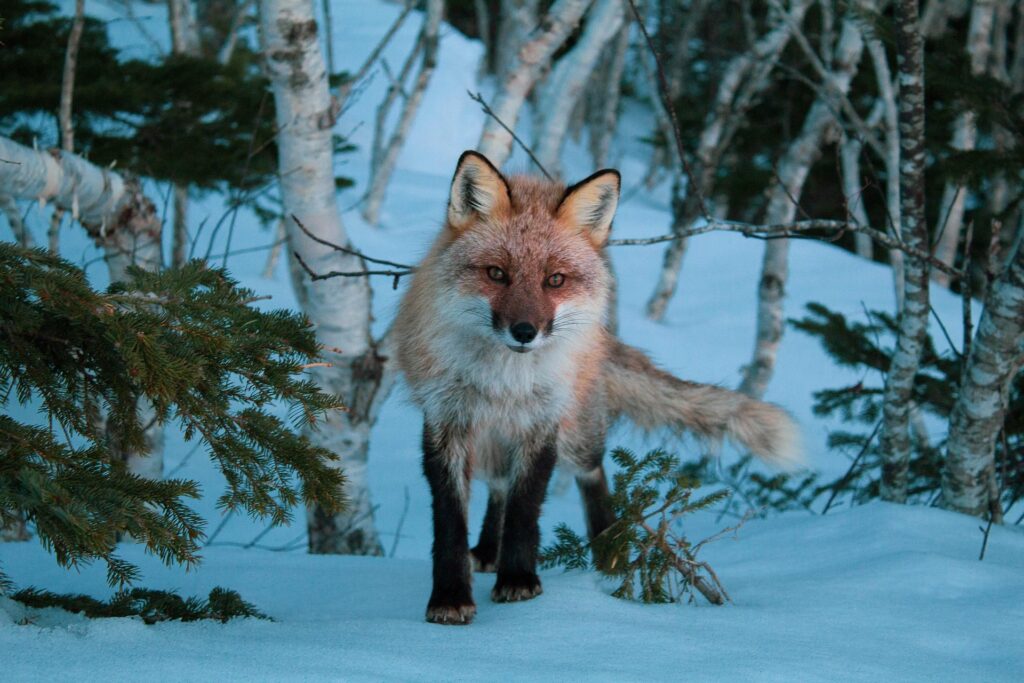 fox - Fox Spiritual Meaning