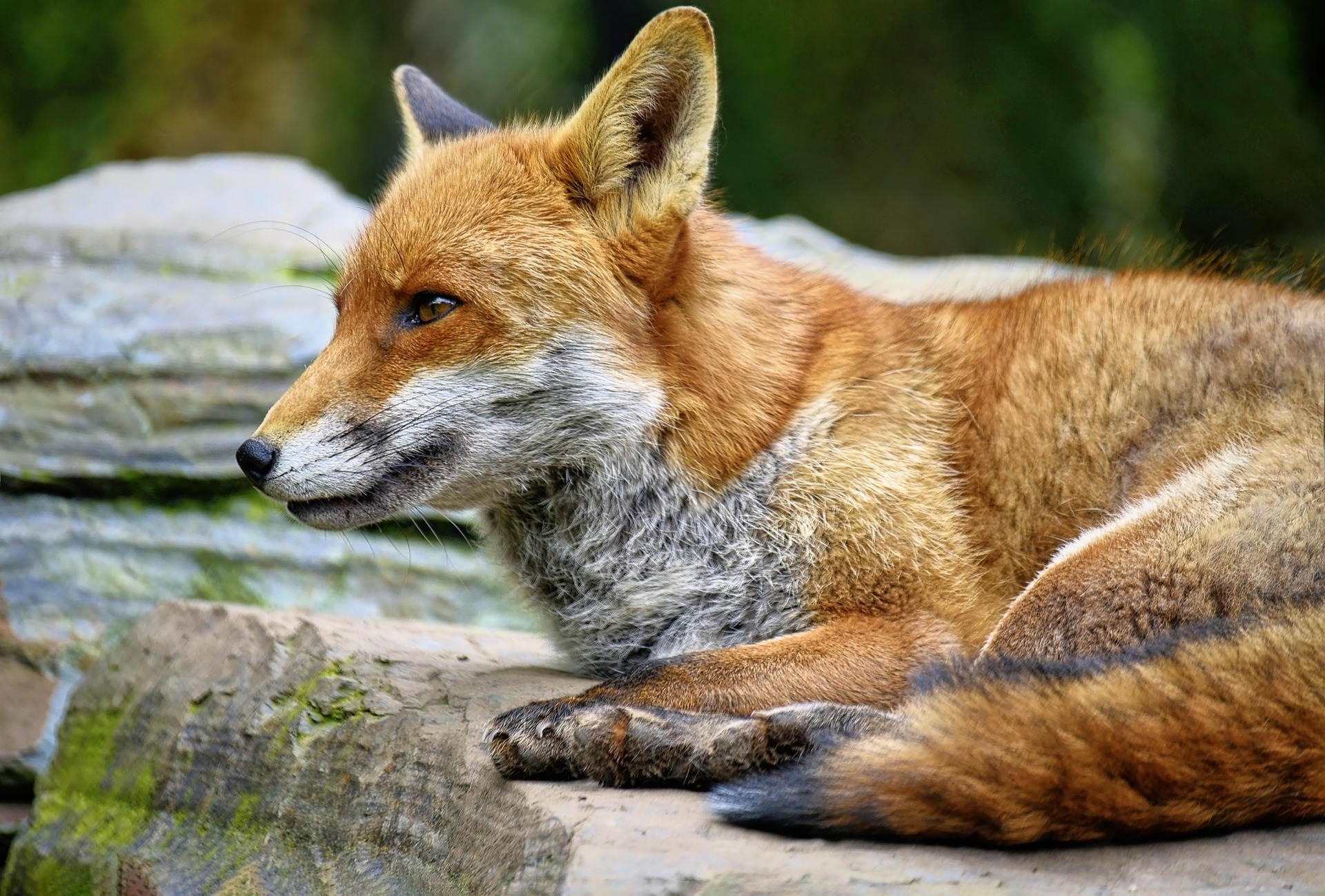 fox - Fox Spiritual Meaning