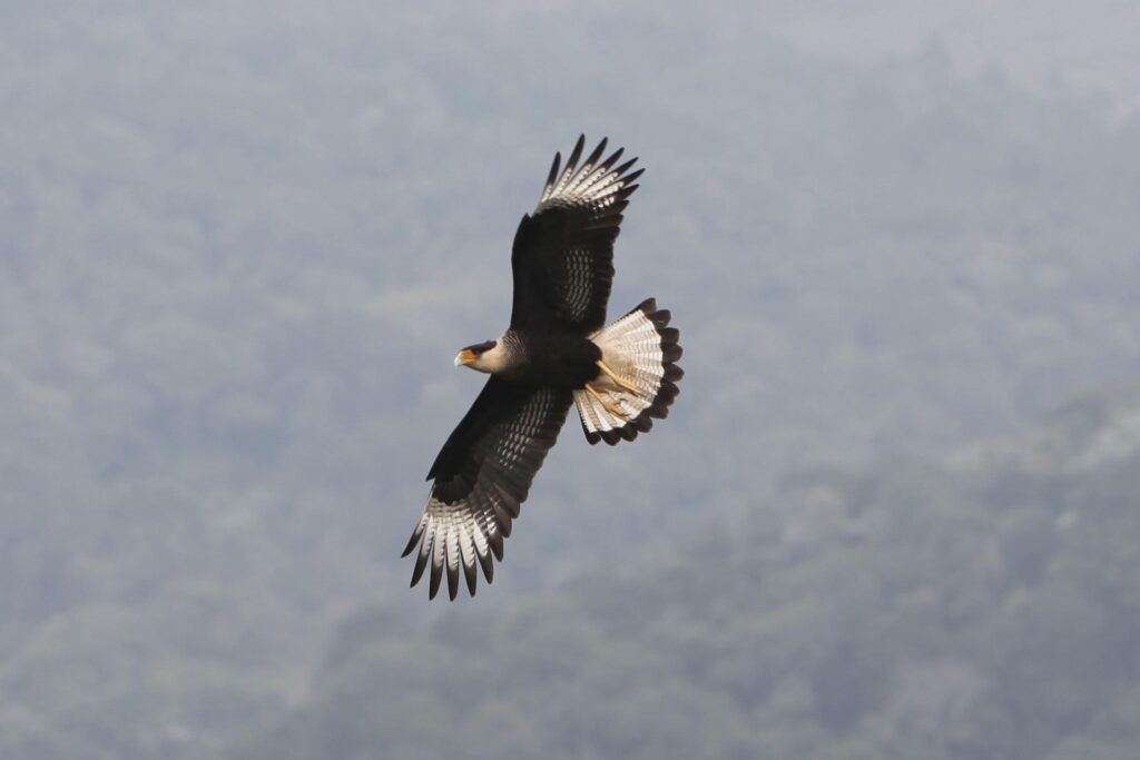 hawk flying - spiritual meaning of a hawk flying over you