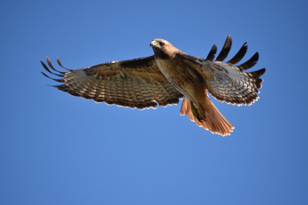 hawk flying - spiritual meaning of a hawk flying over you