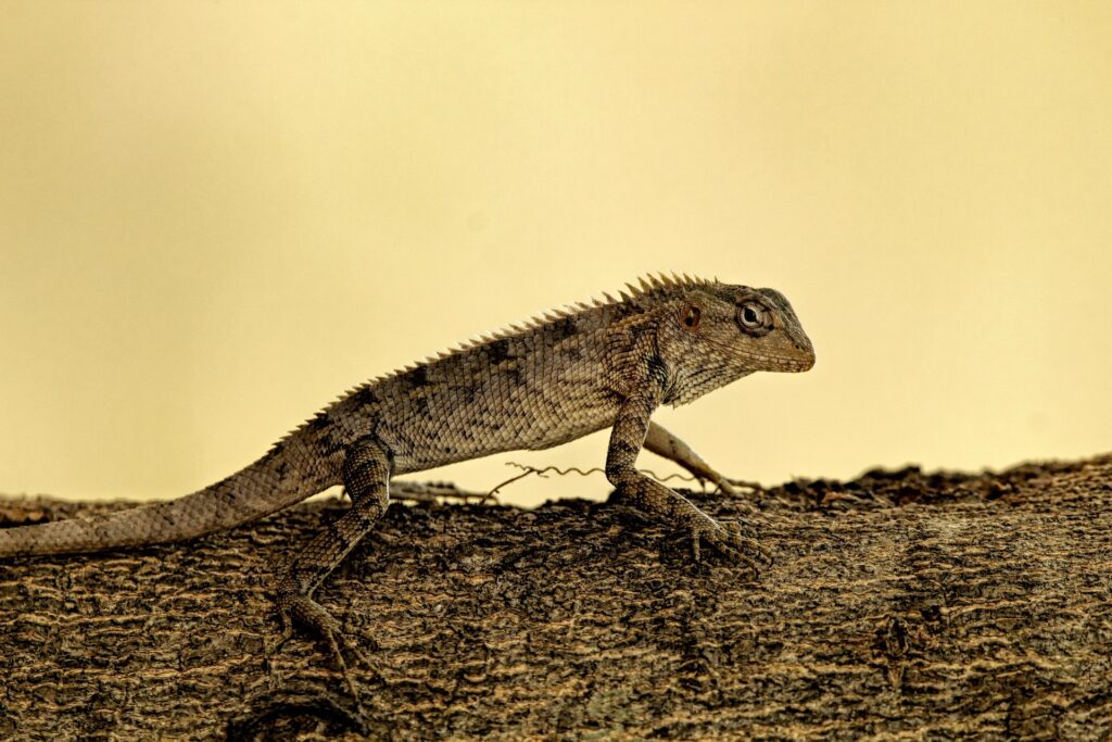 lizard on a tree - Spiritual Meanings of Seeing a Lizard