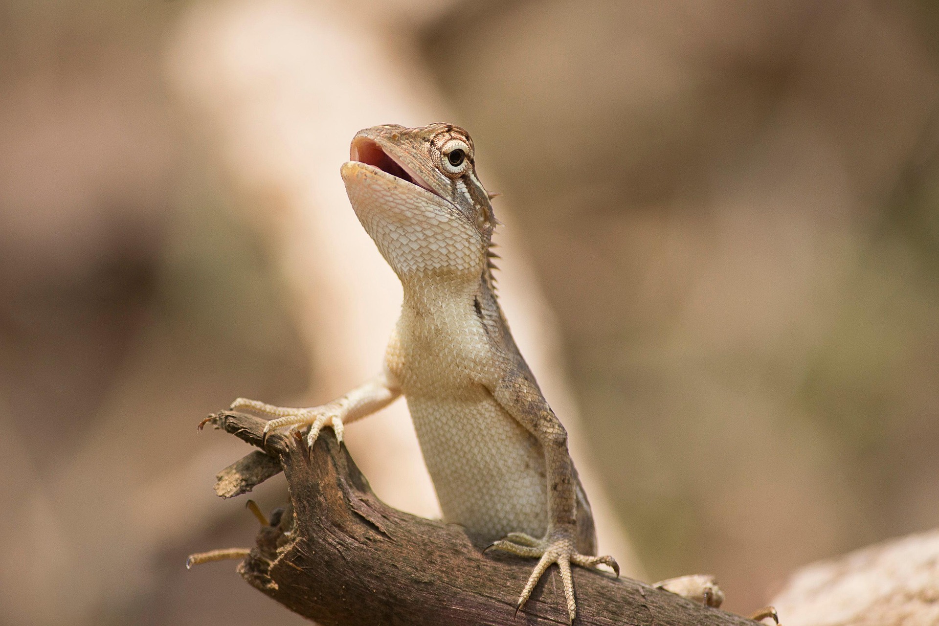 lizard - Spiritual Meanings of Seeing a Lizard