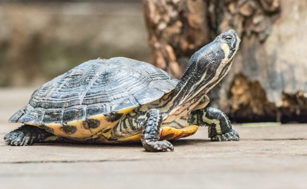 turtle - Spiritual Meanings of Turtle