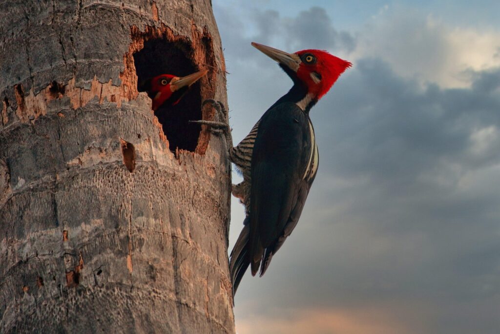 wood pecker on a tree - Spiritual Meanings of Woodpeckers