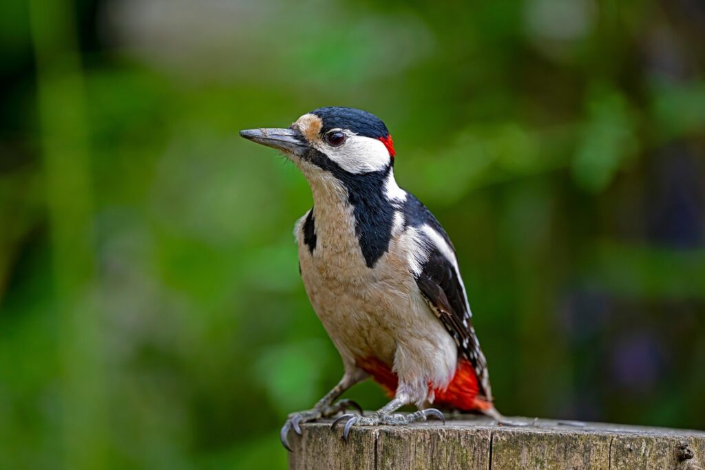 wood pecker - Spiritual Meanings of Woodpeckers